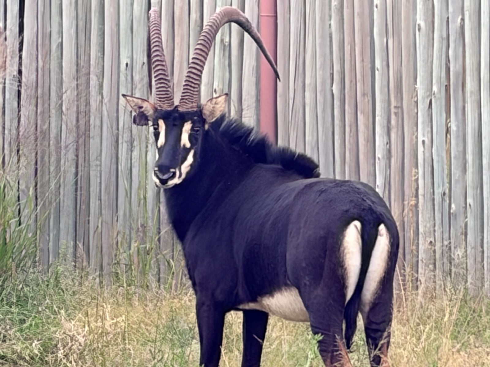 48 2/8" Sable bull